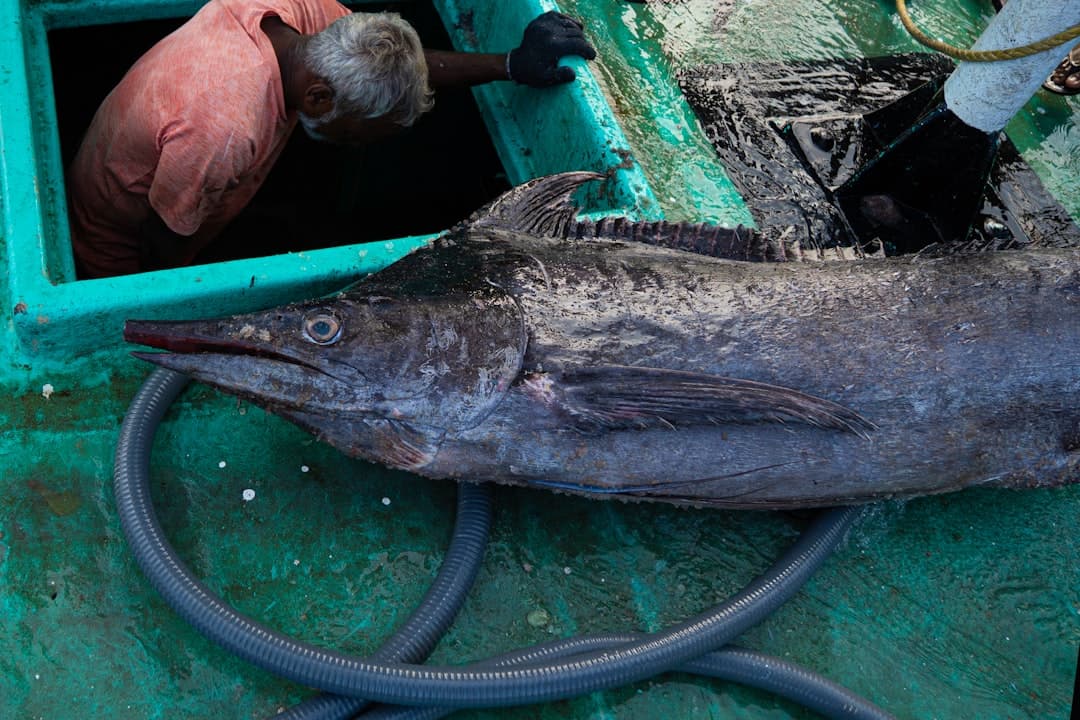 Offshore trophy tuna